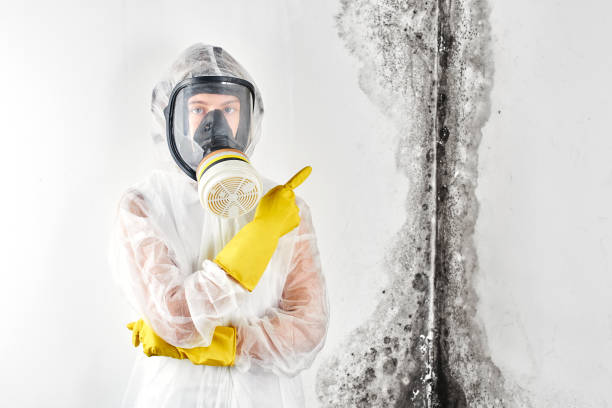 Why You Should Choose Our Mold Remediation Services in Westminster, CA