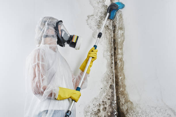 Best Black Mold Removal in Westminster, CA