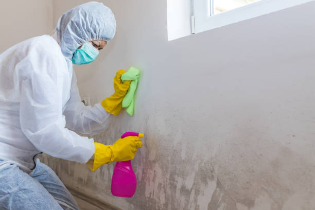 Best Attic Mold Removal in Westminster, CA