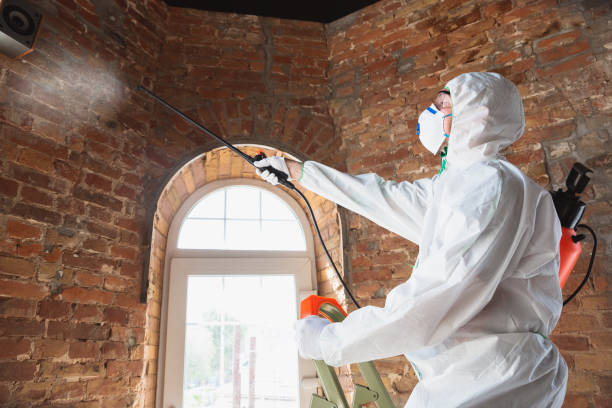 Best Environmental Consulting for Mold Prevention in Westminster, CA